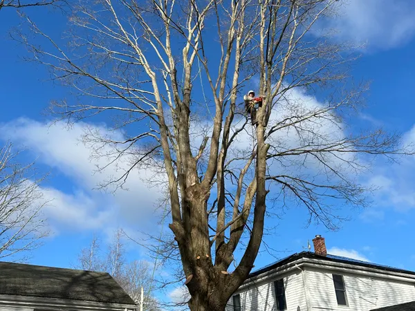A climber part-way up a large bare maple standing in the narrow gap between two white clapboard houses, tied in below the main union.