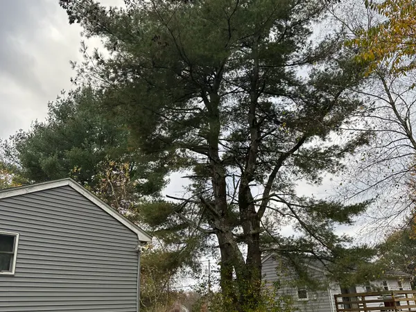 A large white pine standing hard against the back corner of a grey-sided house, its lower limbs reaching in over the roofline.