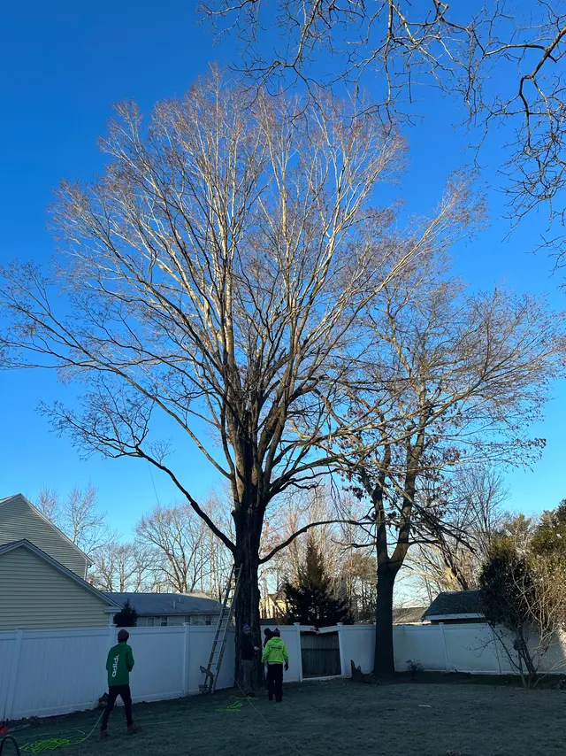 A tall bare hardwood filling a fenced back yard, with two of the crew at the base and a ladder already set against the trunk.